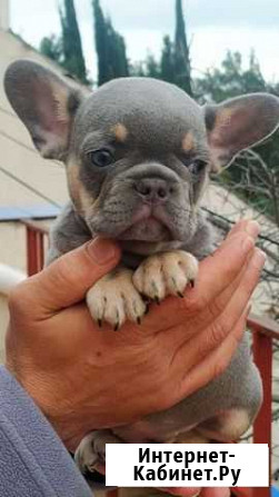 Девчули красотули Москва - изображение 1