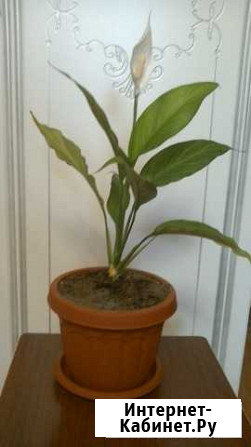 Цветок спатифиллум Севастополь - изображение 1