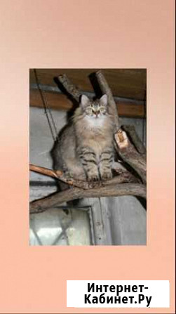 Котики ищут дом Нижний Тагил - изображение 1