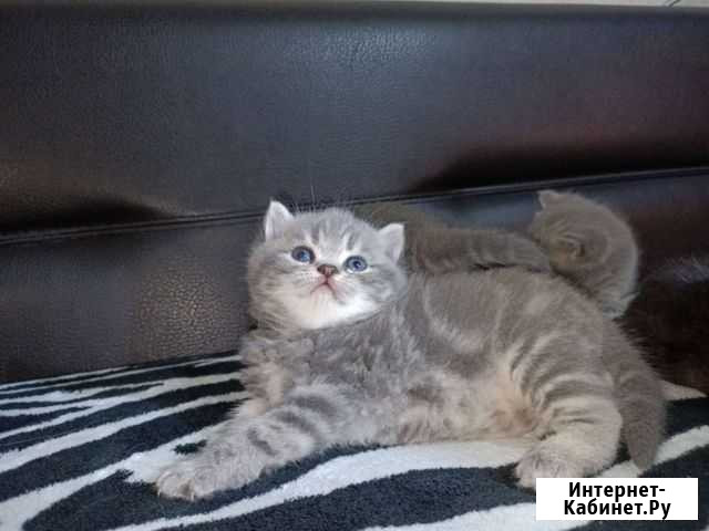 Котята Нижний Тагил - изображение 1