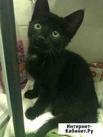 Котята отдам бесплатно Сочи