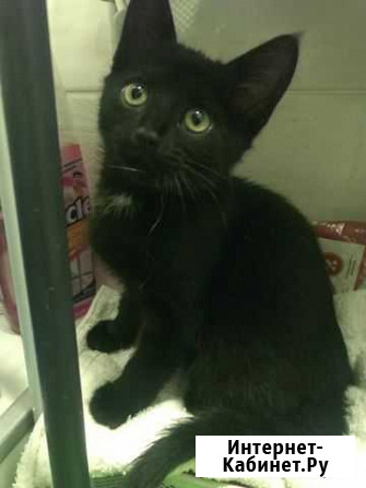 Котята отдам бесплатно Сочи - изображение 1