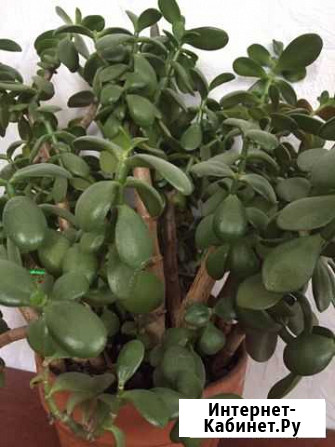 Толстянка. Денежное дерево. Комнатный цветок Ростов-на-Дону - изображение 1
