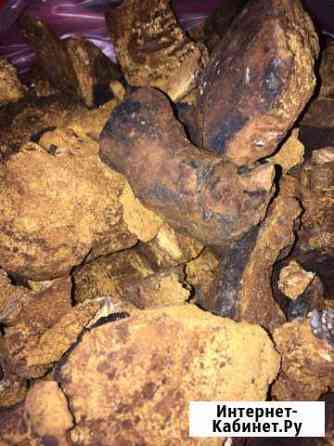 Чага березовая Санкт-Петербург