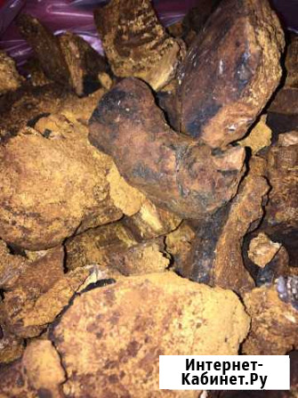 Чага березовая Санкт-Петербург - изображение 1