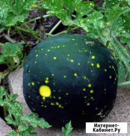 Семена арбуза Звезда Ижевск