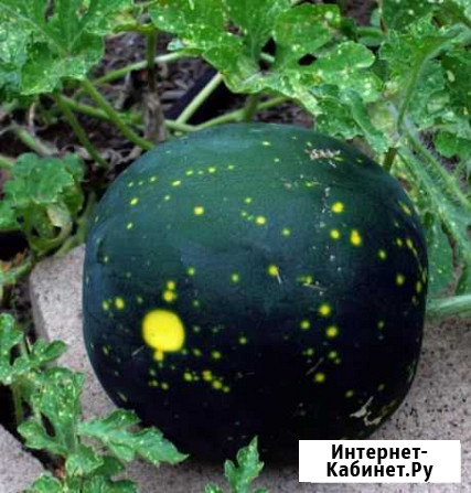 Семена арбуза Звезда Ижевск - изображение 1