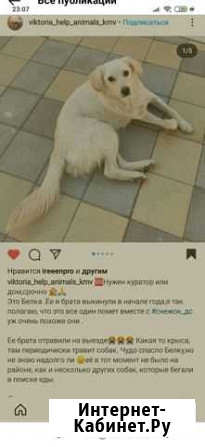 Белая собачка красивая добрая Кисловодск - изображение 1