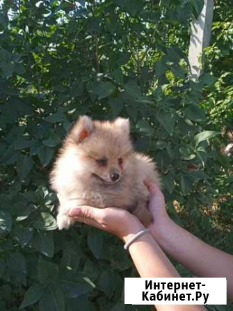 Шпиц Краснодар - изображение 1