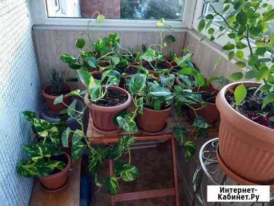 Цветок Калининград