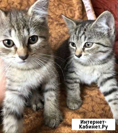 Кошки в добрые руки бесплатно Рыбное - изображение 1