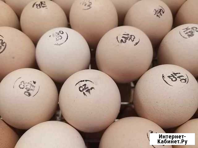 Инкубационное яйцо круглый год от 25р Безенчук - изображение 1
