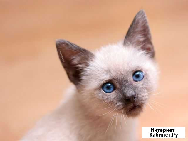 Котята сиамские Рязань - изображение 1