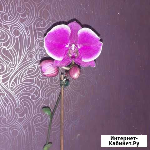 Орхидея (фаленопсис) Лиски - изображение 1