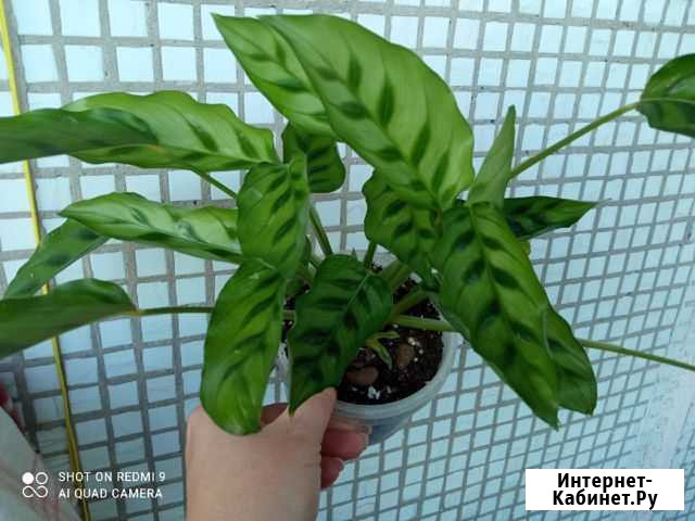 Комнатные растения Скоропусковский - изображение 1