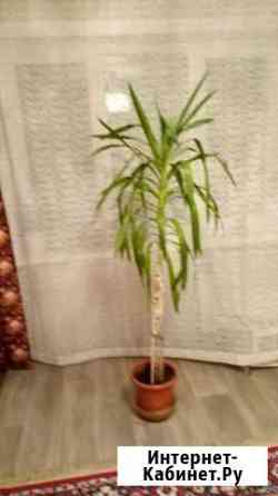 Юкка Хабаровск