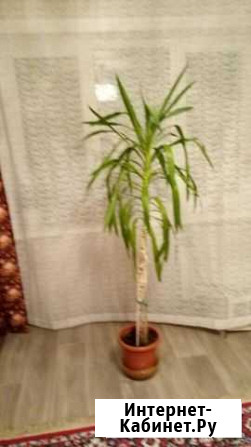 Юкка Хабаровск - изображение 1