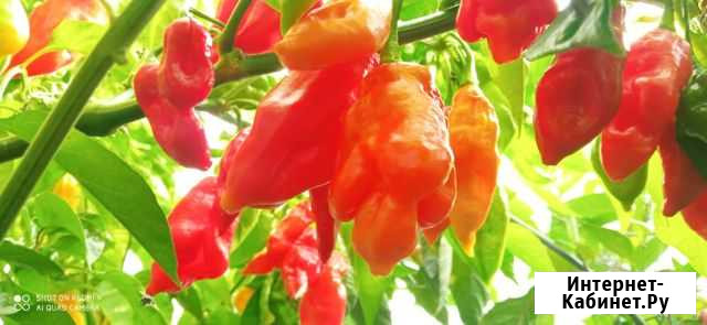 Перец Trinidad Scorpion Long SR, семена Смоленская - изображение 1