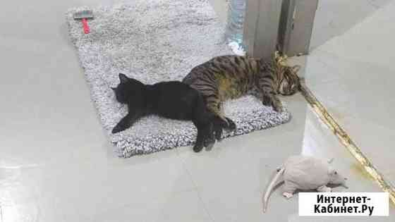 Котенок в добрые руки бесплатно Истра