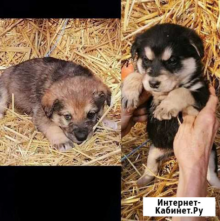 Щенок Усть-Лабинск - изображение 1