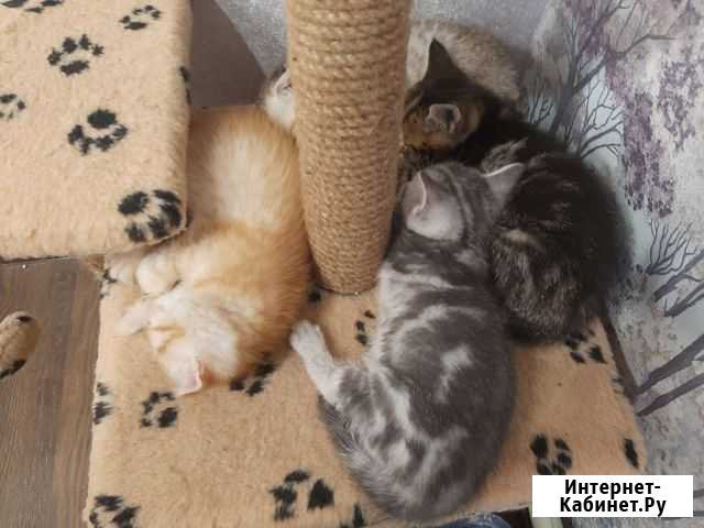 Котята породы Шотландская кошка Киров - изображение 1