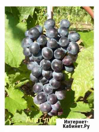 Черенки и саженцы винограда лучших сортов Волгоград