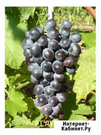 Черенки и саженцы винограда лучших сортов Волгоград - изображение 1