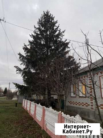 Ель Городище - изображение 1
