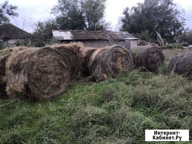Сено тюки Курсавка - изображение 1