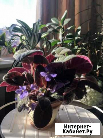 Фиалка Саратов - изображение 1