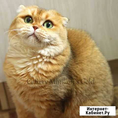 Шотландские кошки Липецк - изображение 1