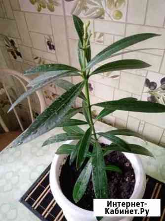 Комнатные цветы Омск