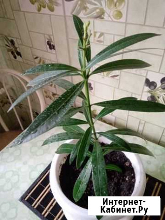 Комнатные цветы Омск - изображение 1