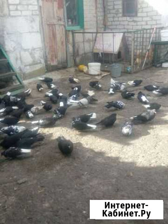 Голуби Николаевской породы Прохоровка - изображение 1
