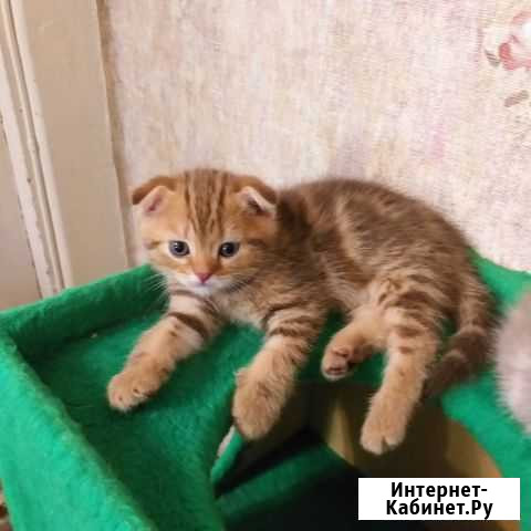 Мраморные вислоушки Томск - изображение 1