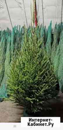 Елки новогодние.Ель оптом Ульяновск