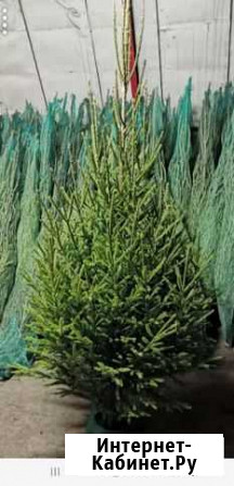 Елки новогодние.Ель оптом Ульяновск - изображение 1