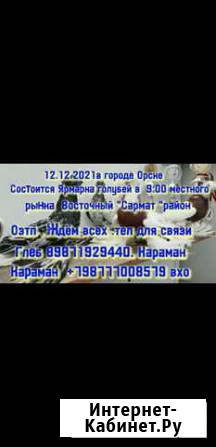 Ярмарка голубей Орск - изображение 1