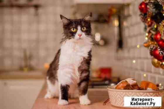 Отдается кошечка Краснодар