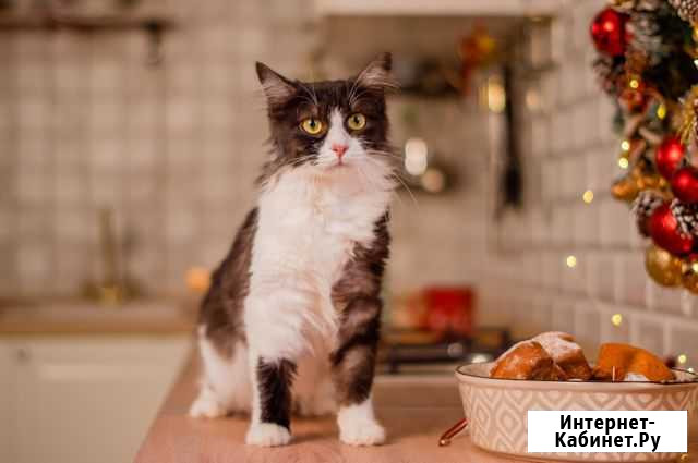 Отдается кошечка Краснодар - изображение 1