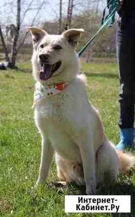 Собака в добрые руки Москва