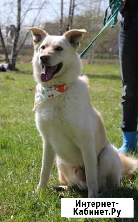 Собака в добрые руки Москва - изображение 1