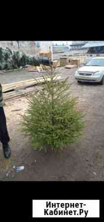 Ель Новогодняя, Сосна Курск