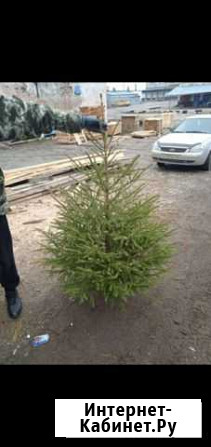 Ель Новогодняя, Сосна Курск - изображение 1