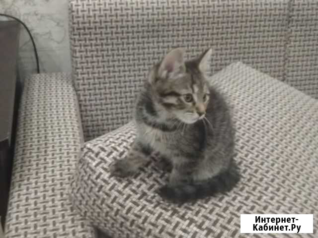 Котик в добрые руки Мурино - изображение 1
