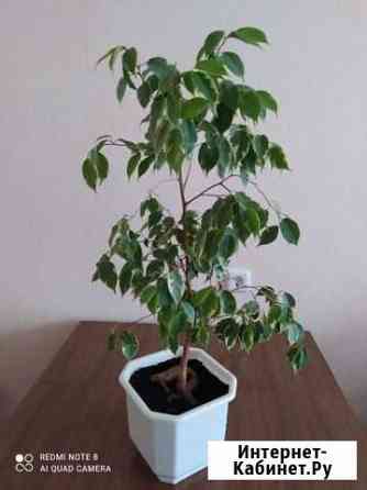 Бенджамина Воронеж