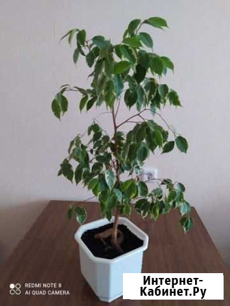 Бенджамина Воронеж - изображение 1