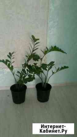 Замиокулькос (долларовое дерево ) Ижевск