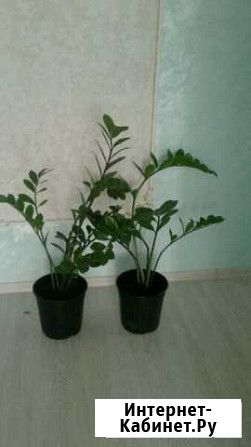 Замиокулькос (долларовое дерево ) Ижевск - изображение 1