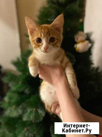 Кошка Петушки - изображение 1